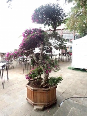 fars 2016 Bougainvillea Bonsai.JPG