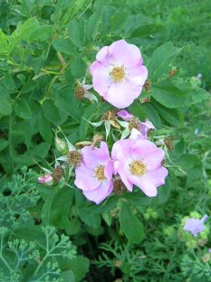 R._virginiana__v._Wolfg..jpg