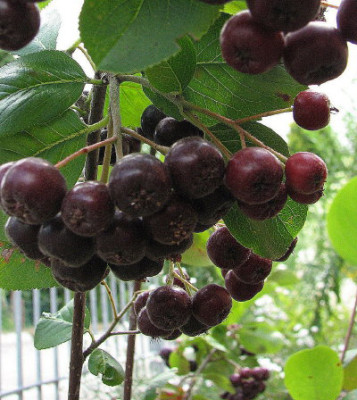 SB0001.jpg