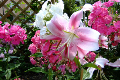 2013 rosen + lilien 076.jpg
