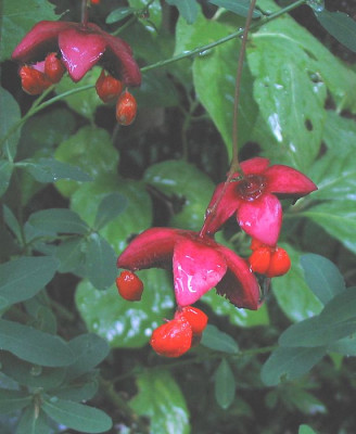 Euonymus_planipes_fars.jpg