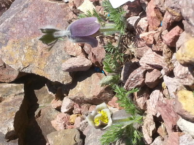Pulsatilla georgica.jpg