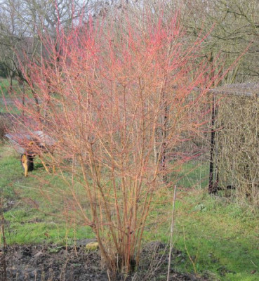 Cornus Midwinter Fire.jpg