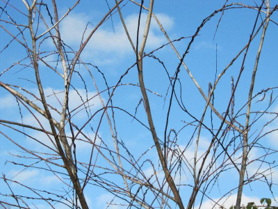 Salix acutifolia  'Blue Streak' 1215.jpg