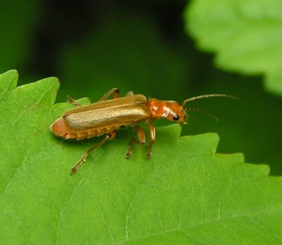 Cantharis_spec_-_Weichkkaefer_02b.jpg