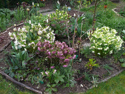 helleborusbeet_2015-04-15_383.jpg