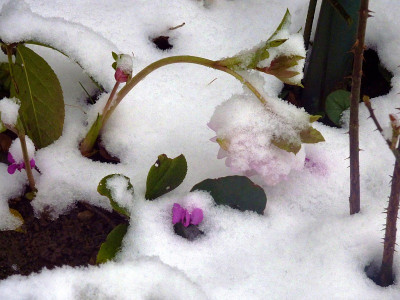 3.1. cotton candy snow.jpg