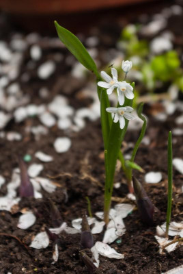 blumen_april14-15.jpg