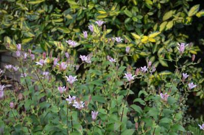 Tricyrtis_formosana.15-2.jpg
