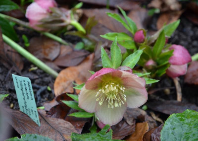 Helleborus-Frühlingsüberraschung.15-6.jpg