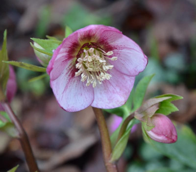 Helleborus-PicoteePrinzessin.16-1.jpg