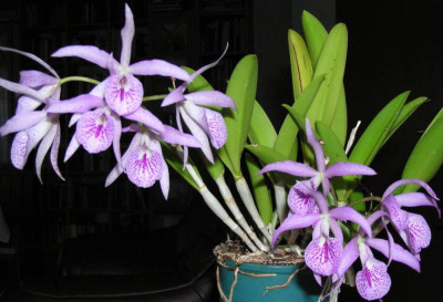 Maikai_Mayumi20131229_kl.jpg