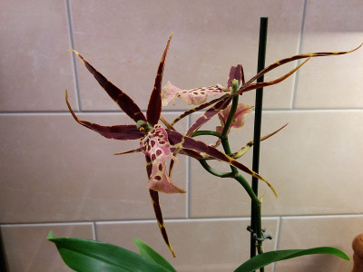 orchidee_20151230_174842.jpg