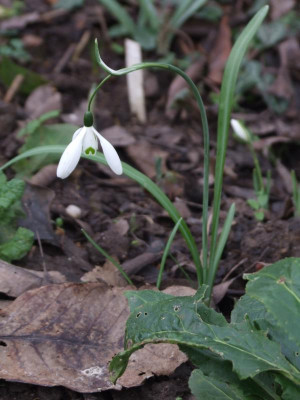 DSCF2704.JPG