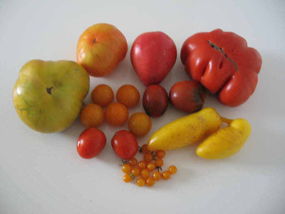 Allgemein_Tomatenernte_am_29-08-2006.jpg