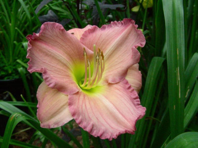 Fairest Love DSCN7591.JPG