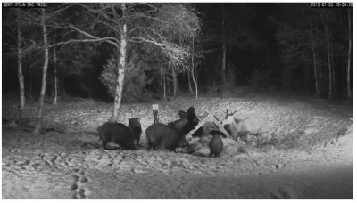 Platzhirsch mit Wildschweinen.jpg