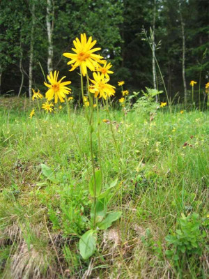 arnica04.jpg