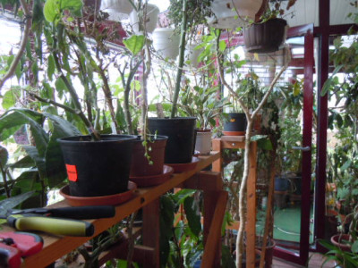 Wintergarten 001.JPG