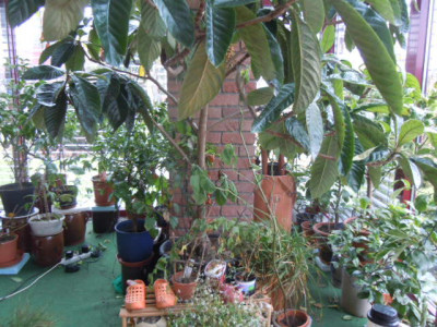 Wintergarten 002.JPG