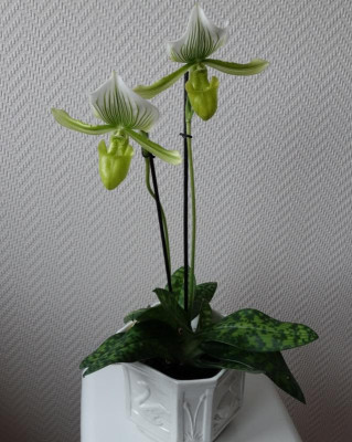 Paphilopedilum maudiae1.jpg