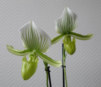 Paphilopedilum maudiae2.jpg