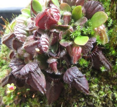 unbearbeitet Dez. Cephalotus.jpg