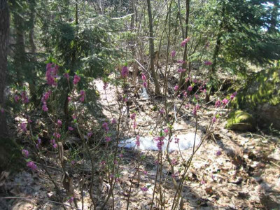 daphnemezereum1.jpg