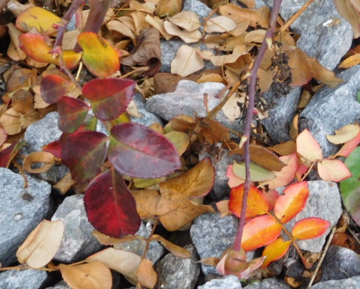 rosenherbst.jpg