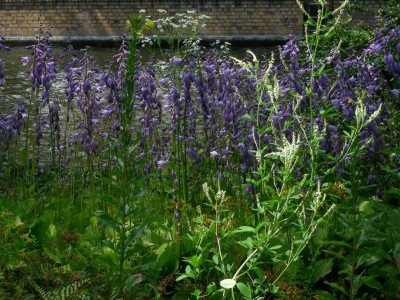 Freundschaftsinsel Blaublühende Herzblattlilien DSCN8251.JPG