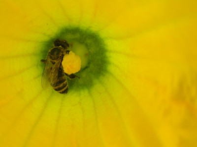 insektenbiene.jpg