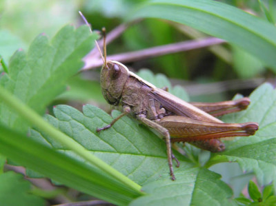 insektenschrecke.jpg