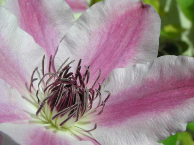 kletterclematis.jpg