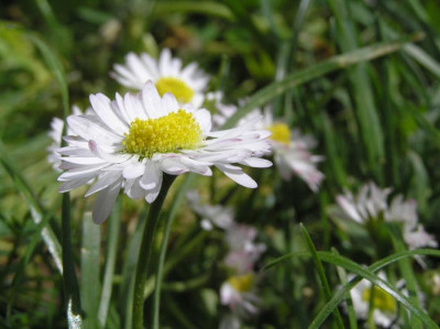 staudegaenseblume.jpg