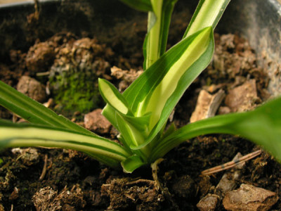 Little-Caesar_300806_k.jpg