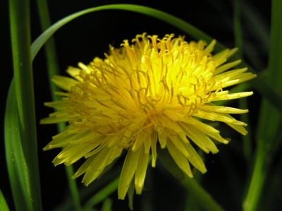 staudeloewenzahn.jpg