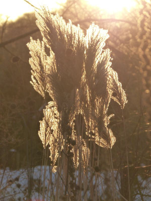 2016-01-08 Gartenimpressionen 2.jpg