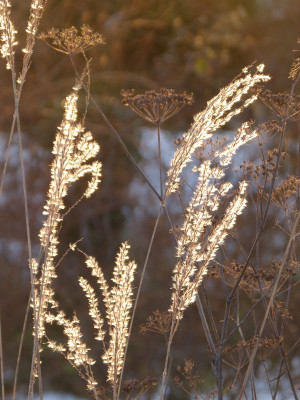 2016-01-08 Gartenimpressionen 3.jpg