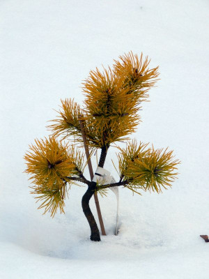 2016-01-08 Pinus contorta 'Chief Josef'.jpg