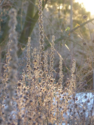 2016-01-08 Gartenimpressionen 4.jpg