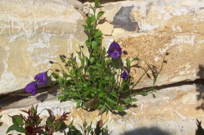 campanula.jpg