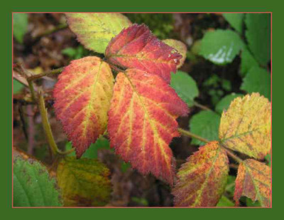 BLATT_MI_3008_R_II.jpg