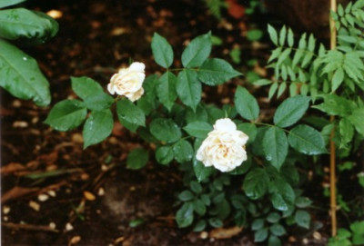 unbekannte_rose.JPG