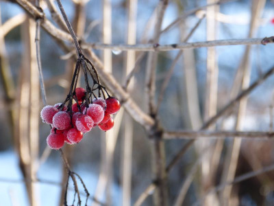 2016-01-09 Gartenimpressionen 1.jpg