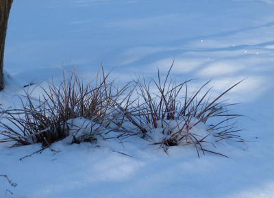 2016-01-09 Gartenimpressionen 2.jpg
