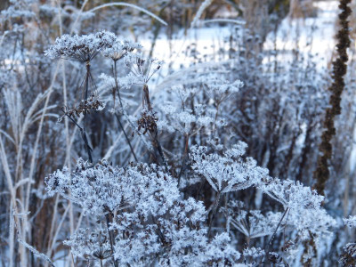 2016-01-09 Gartenimpressionen 3.jpg