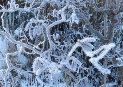 2016-01-09 Gartenimpressionen 5.jpg
