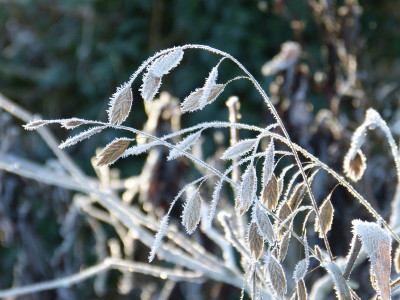 2016-01-09 Gartenimpressionen 6.jpg
