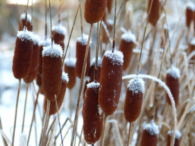 2016-01-09 Gartenimpressionen 7.jpg