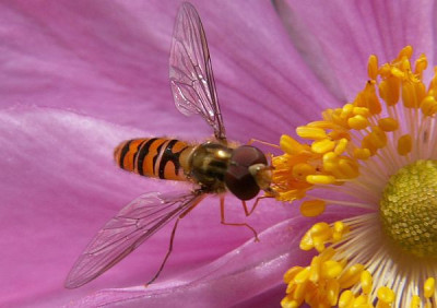 Schwebfliege-08-06.jpg